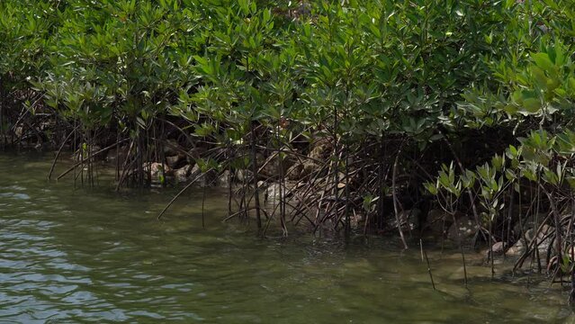 Deep mangrove roots submerged in the stagnant water of a lagoon in Asia