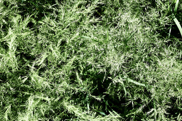 green grass close-up on a meadow in spring top view background backdrop