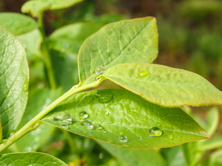 Green foliage of blueberries with dew drops. Close-up. Fresh dew drops on green leaves. Blueberry bushes.