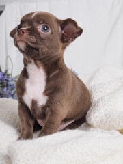 A small puppy of a Chihuahua dog breed of chocolate color on a light background