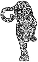 Leopard crawl stalking. Crawling spotted panther. Creeping big cat. Front view isolated vector illustration