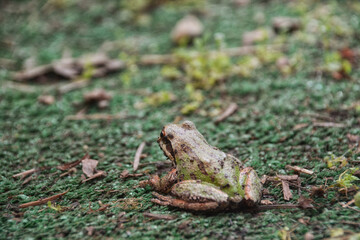 Pacific Chorus Frog (Pseudacris regilla) facing away from the camera on artificial turf with weeds
