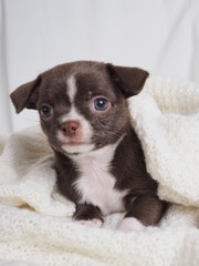 A small puppy of a Chihuahua dog breed of chocolate color on a light background