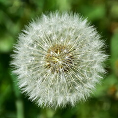 finished flowering of a dandelion