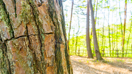 Obraz premium 新緑の森