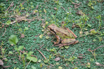 Pacific Chorus Frog (Pseudacris regilla) resting on artificial turf with weeds growing through.