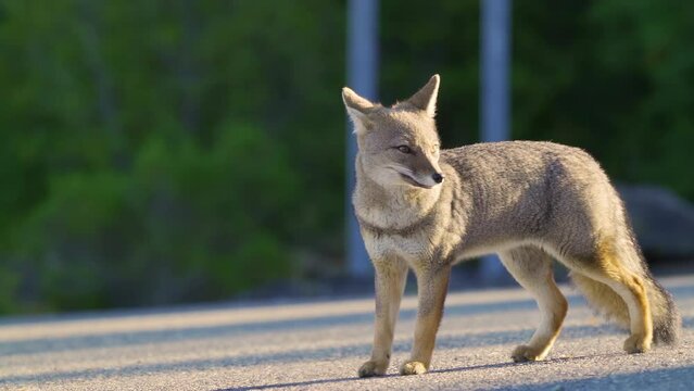 gray fox in national park, natural behavior with people nearby. slow motion with long lens
