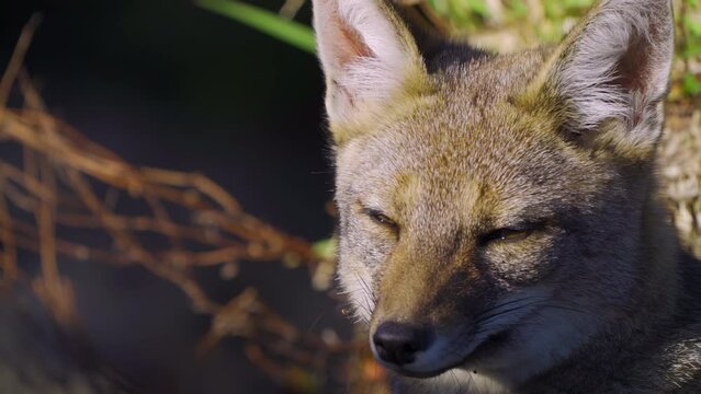 gray fox in national park, natural behavior with people nearby. slow motion with long lens