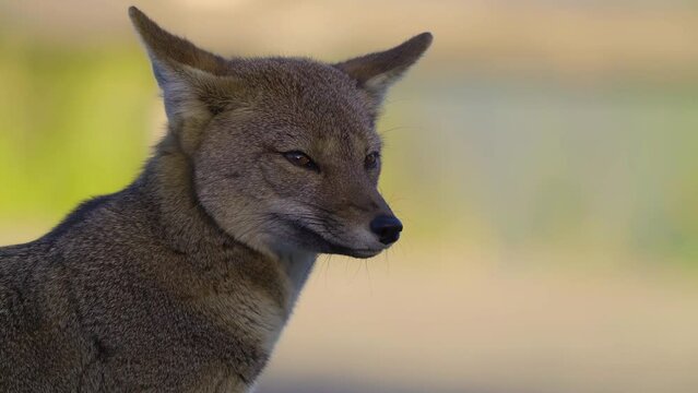 gray fox in national park, natural behavior with people nearby. slow motion with long lens