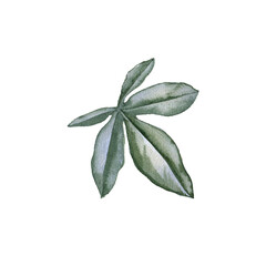 watercolor drawing tropical green leaf isolated at white background , hand drawn illustration