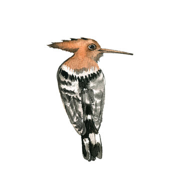 recommend clip art: watercolor drawing eurasian hoopoe, hand drawn illustration