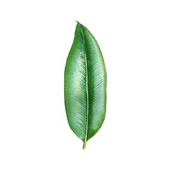 watercolor drawing tropical green leaf isolated at white background , hand drawn illustration