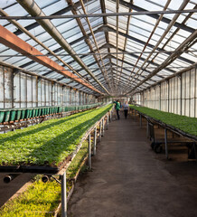 Green seedlings in a greenhouse.