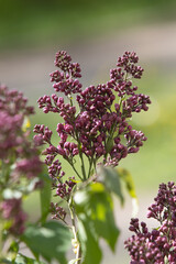 buds of unopened lilac flowers