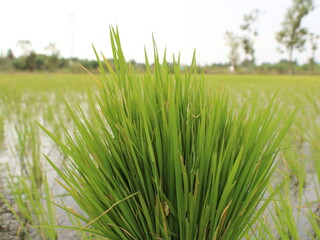 It is a paddy plant, rice harvest