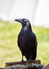 sits a large black raven, nature.