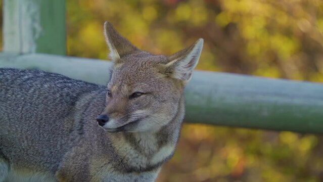 gray fox in national park, natural behavior with people nearby. slow motion with long lens
