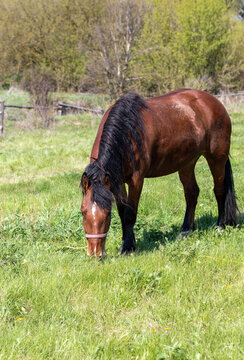 Portrait of a bay horse nibbles green grass