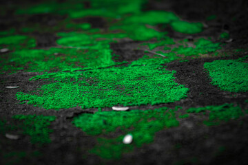 Green Algae or green mud spread on floor