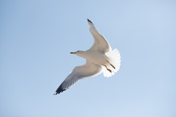 Fototapeta na wymiar Seagull in flight against the sky