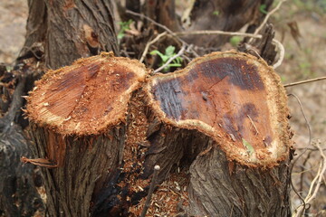 It is called as prosopis, tree stump, tree cutting
