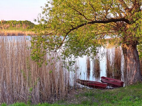 Wooden boat on the river bank. Dense reed grass on lake shore. Beautiful summer nature.