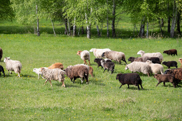 Obraz na płótnie Canvas a flock of sheep grazes on a green lawn