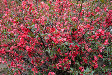 flowering ornamental japanese apricot, nature