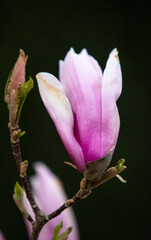 Beautiful Magnolia Flower, Lily Magnolia , Violet Magnolia.