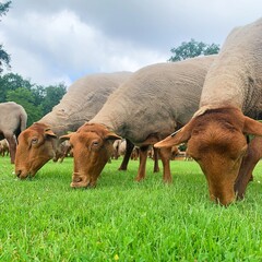 Sheared brown sheep graze on the meadow.