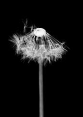 Fluffy white dandelion flower on black background