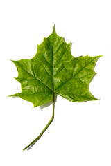 Green leaves on a white background.