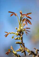 Green leaves of young trees against the blue sky.