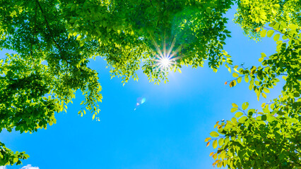 夏の青空と新緑と太陽の木漏れ日
