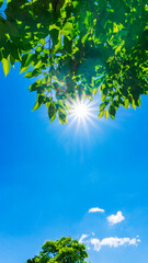 夏の青空と新緑と太陽の木漏れ日