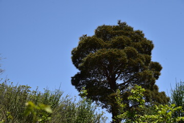 Obraz premium Jvari Monastery- It is a sixth-century Georgian Orthodox monastery near Mtskheta, eastern Georgia. Jvari is a rare case of an Early Medieval Georgian church that has survived to the present day.