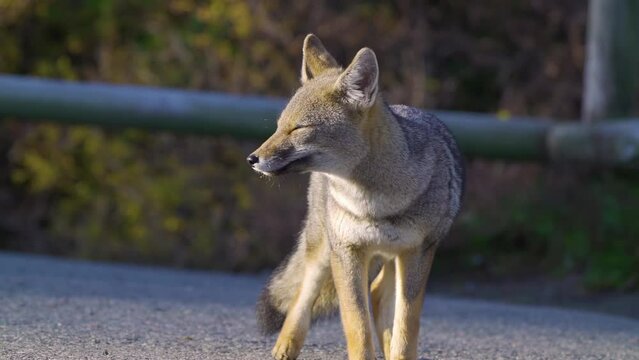 gray fox in national park, natural behavior with people nearby. slow motion with long lens