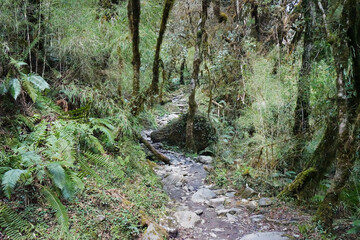 Green moss covered on trees and wood logs in jungle forest park