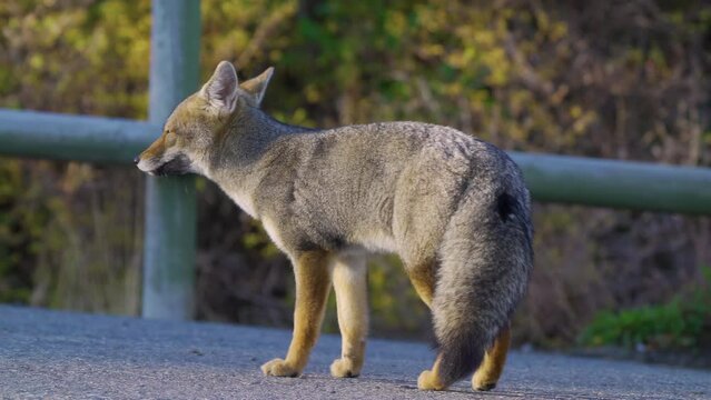 gray fox in national park, natural behavior with people nearby. slow motion with long lens