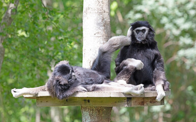 Two gibbons are dedicated to cleaning the fur