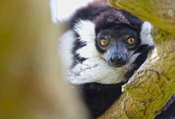 Black-and-white ruffed lemur - Varecia variegata subcincta