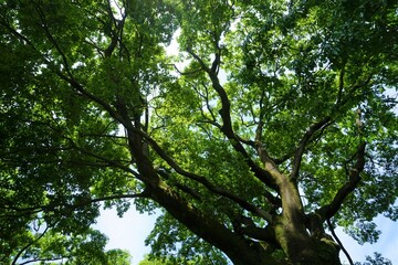 下から見上げた大きな木と葉