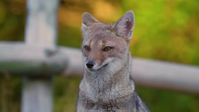 gray fox in national park, natural behavior with people nearby. slow motion with long lens