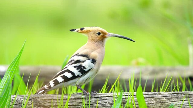 The Eurasian Hoopoe belongs to the Upupidae family. It is a bird with short legs, a long and slightly curved bill, and a long triangular tail. It feeds on the wolves it catches by scratching the soil.