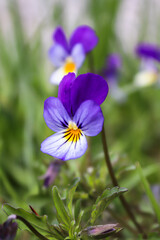 Close-up to Stepmother violet flower in the wild