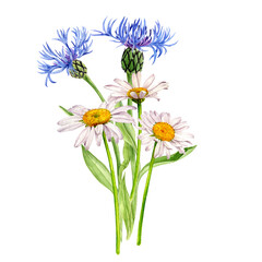watercolor drawing bouquet of flowers, bluecornflower and white daisies isolated at white background , hand drawn botanical illustration