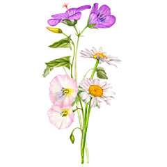 watercolor drawing bouquet of flowers, geranium, bindweed and daisy isolated at white background , hand drawn botanical illustration - obrazy, fototapety, plakaty