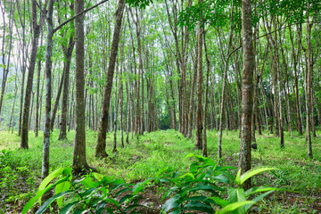 Rubber tree in a row on the plantation