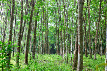 Rubber tree in a row on the plantation
