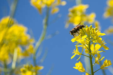 ミツバチと菜の花